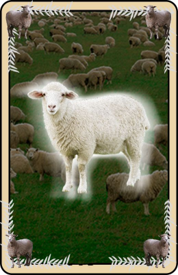 Sheep